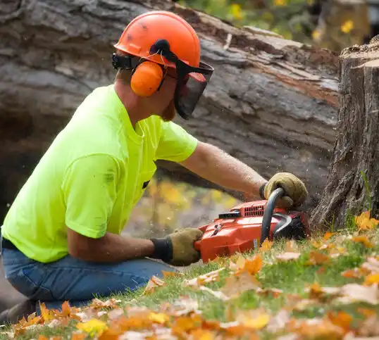 tree services Littlefork